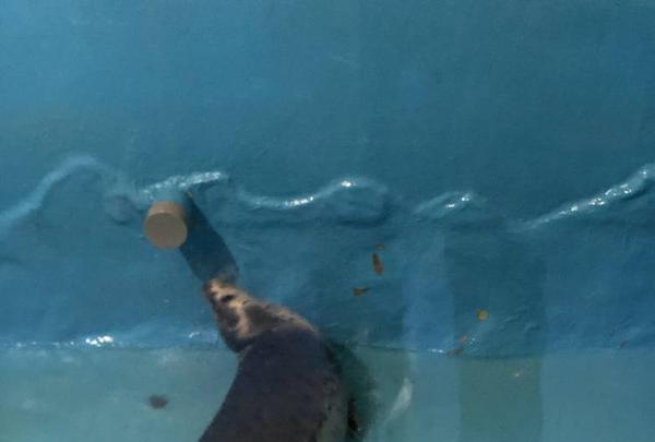 稚内市立ノシャップ寒流水族館の写真・動画_image_564045