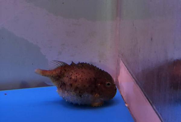 稚内市立ノシャップ寒流水族館の写真・動画_image_564047