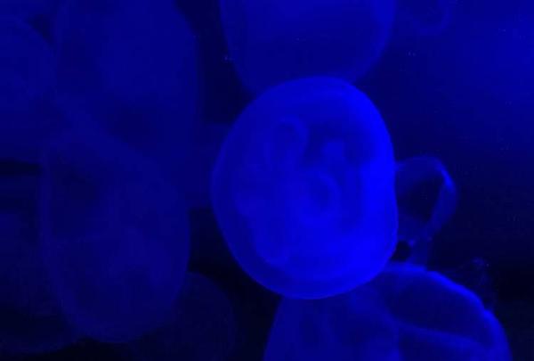 稚内市立ノシャップ寒流水族館の写真・動画_image_564048