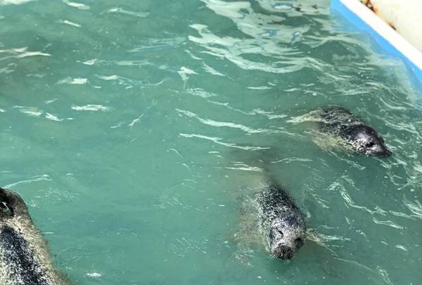 稚内市立ノシャップ寒流水族館の写真・動画_image_564050