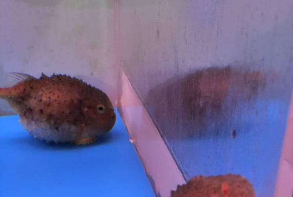 稚内市立ノシャップ寒流水族館の写真・動画_image_564051
