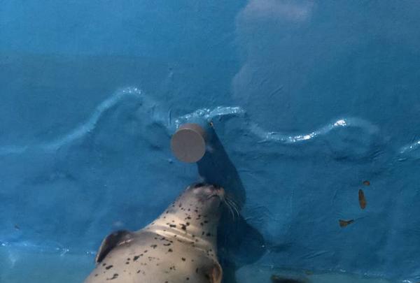 稚内市立ノシャップ寒流水族館の写真・動画_image_564052