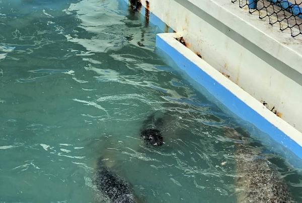 稚内市立ノシャップ寒流水族館の写真・動画_image_564053