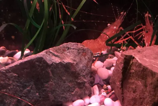 稚内市立ノシャップ寒流水族館の写真・動画_image_564054