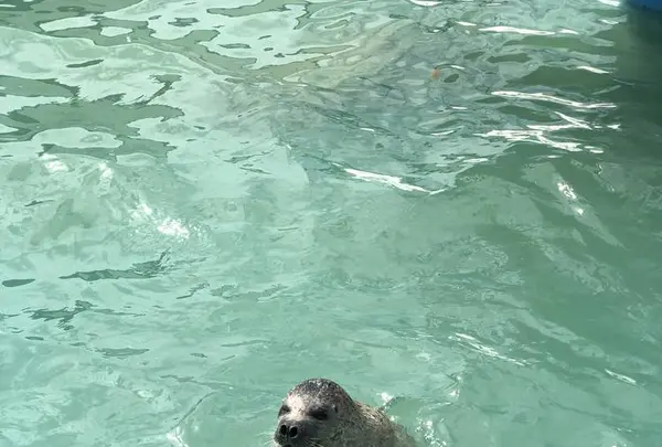 稚内市立ノシャップ寒流水族館の写真・動画_image_564055