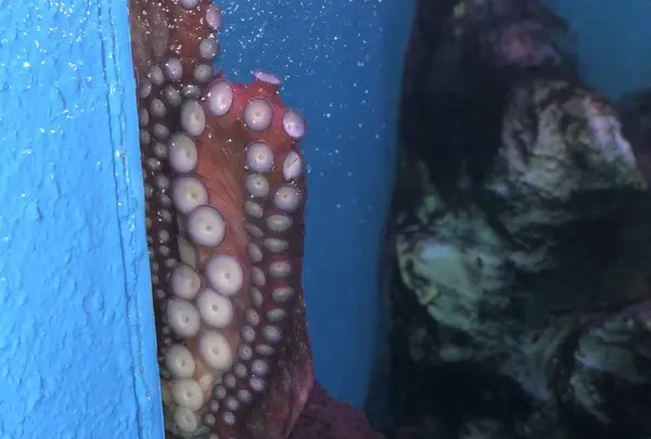稚内市立ノシャップ寒流水族館の写真・動画_image_564056