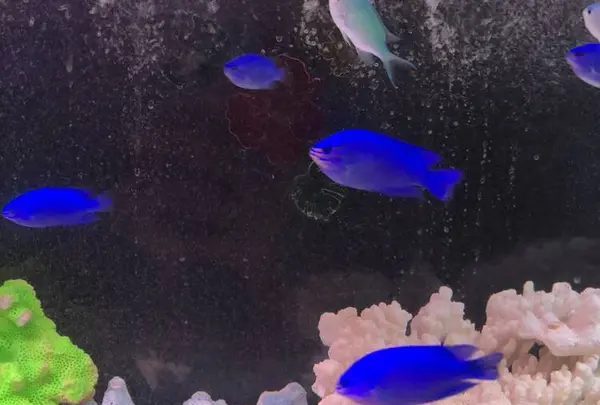 稚内市立ノシャップ寒流水族館の写真・動画_image_564059