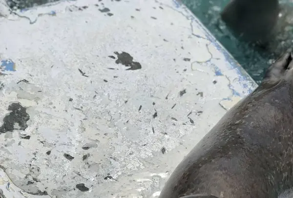 稚内市立ノシャップ寒流水族館の写真・動画_image_564060