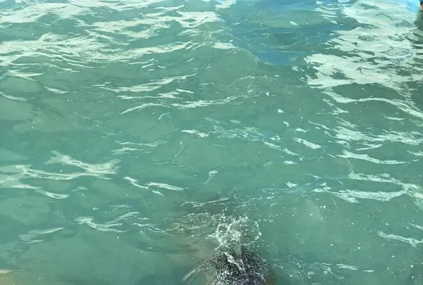 稚内市立ノシャップ寒流水族館の写真・動画_image_564061