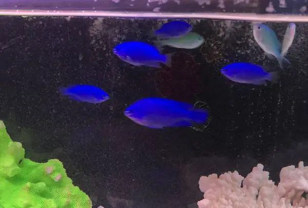 稚内市立ノシャップ寒流水族館の写真・動画_image_564062