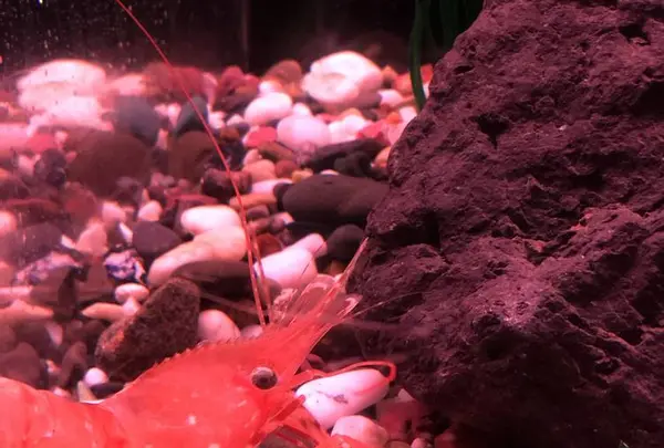 稚内市立ノシャップ寒流水族館の写真・動画_image_564063