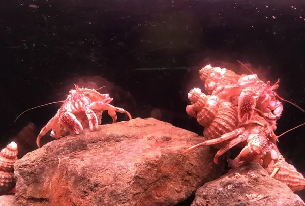 稚内市立ノシャップ寒流水族館の写真・動画_image_564064