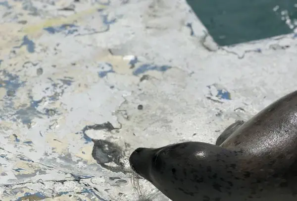 稚内市立ノシャップ寒流水族館の写真・動画_image_564066