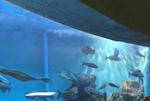 稚内市立ノシャップ寒流水族館の写真・動画_image_564067