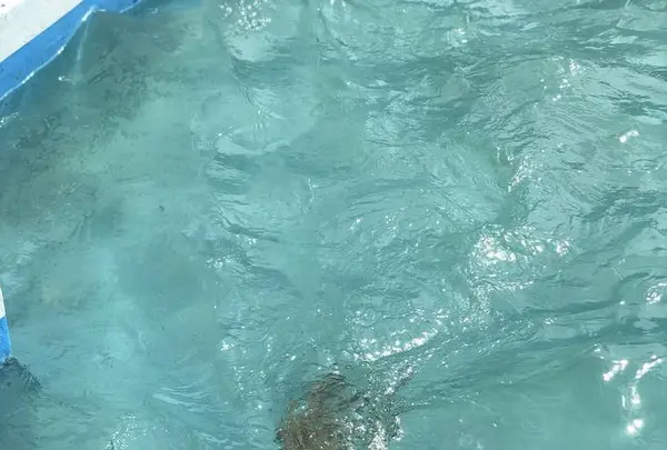 稚内市立ノシャップ寒流水族館の写真・動画_image_564068