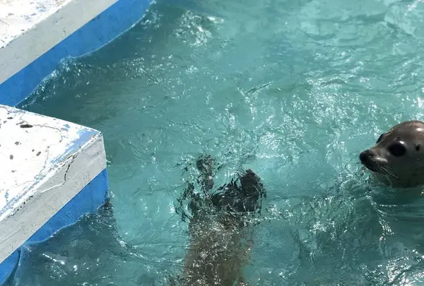 稚内市立ノシャップ寒流水族館の写真・動画_image_564069