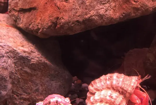 稚内市立ノシャップ寒流水族館の写真・動画_image_564070