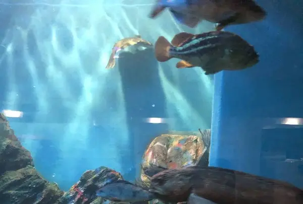 稚内市立ノシャップ寒流水族館の写真・動画_image_564071