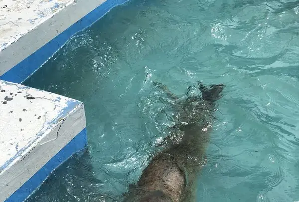 稚内市立ノシャップ寒流水族館の写真・動画_image_564074