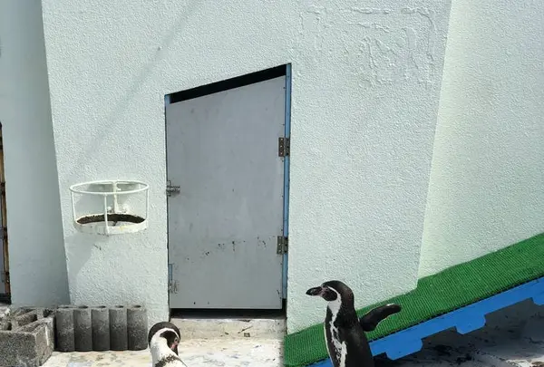 稚内市立ノシャップ寒流水族館の写真・動画_image_564076