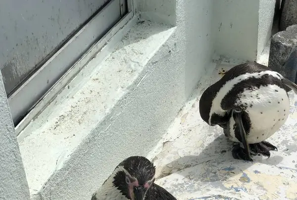 稚内市立ノシャップ寒流水族館の写真・動画_image_564078