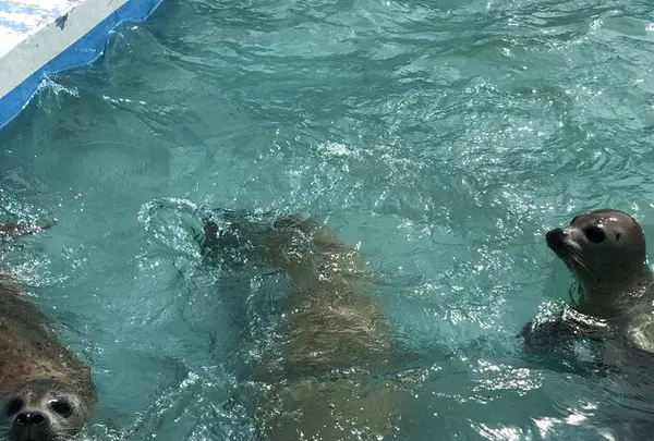 稚内市立ノシャップ寒流水族館の写真・動画_image_564079