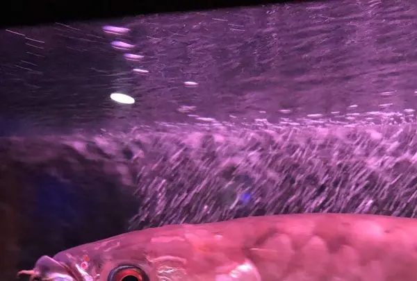 稚内市立ノシャップ寒流水族館の写真・動画_image_564080