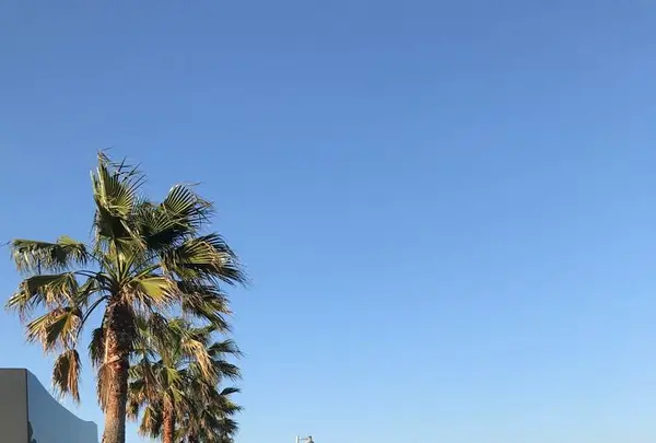 唐戸市場の写真・動画_image_564863