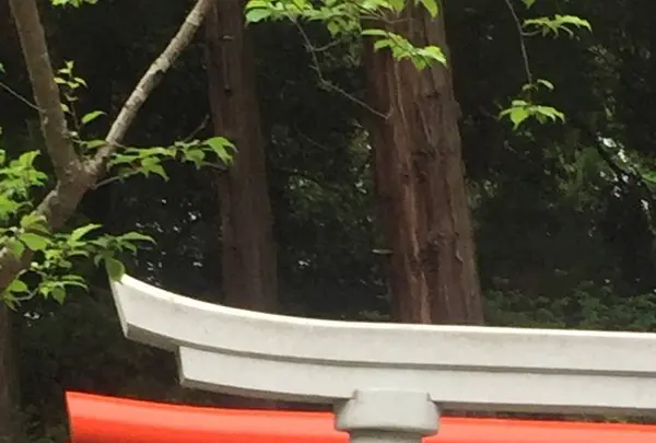 常磐神社の写真・動画_image_565488