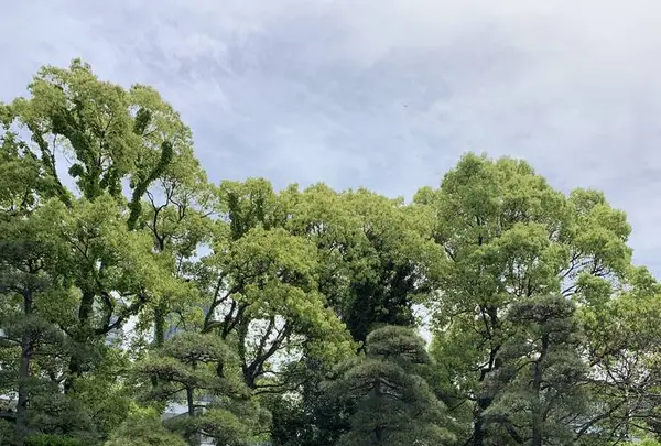 皇居東御苑の写真・動画_image_565554