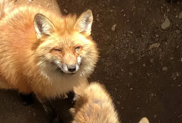 宮城蔵王キツネ村の写真・動画_image_566247