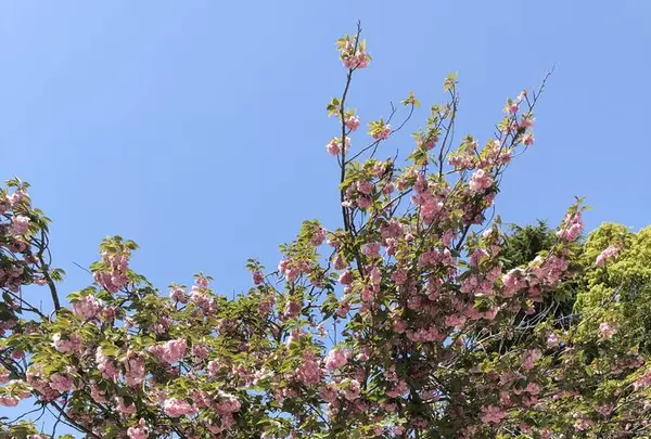 常陸第三宮 吉田神社の写真・動画_image_566400