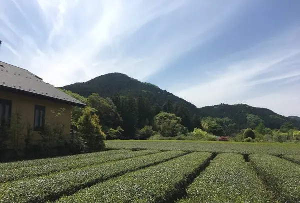 ワイズガーデンの写真・動画_image_567474