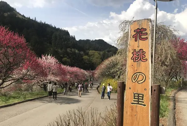 月川温泉の花桃の写真・動画_image_567639