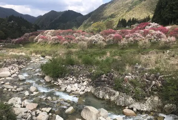 月川温泉の花桃の写真・動画_image_567640