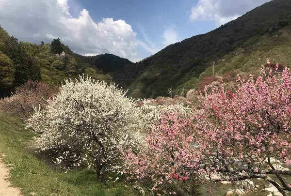 月川温泉の花桃の写真・動画_image_567641