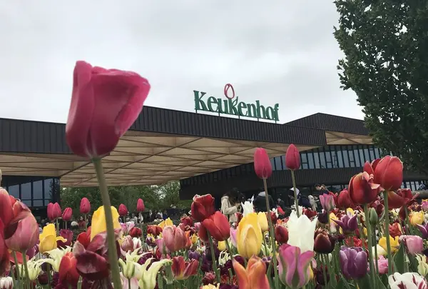 キューケンホフ公園（Keukenhof）の写真・動画_image_567794
