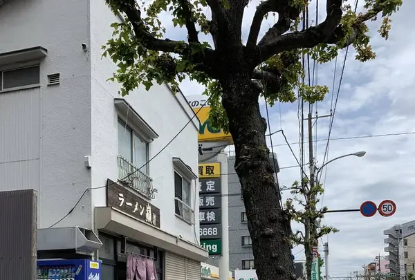 巓の写真・動画_image_568414