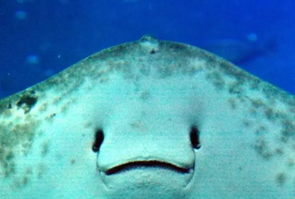 新江ノ島水族館の写真・動画_image_569319