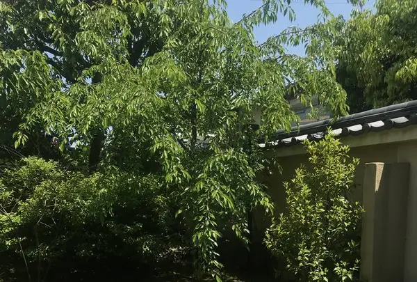 嵐山のむらの写真・動画_image_569796