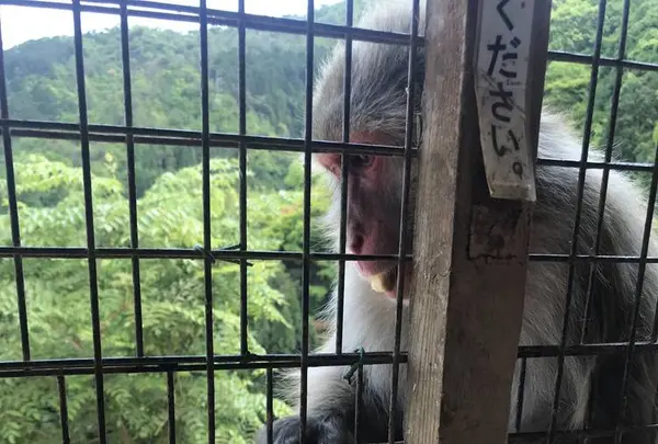 嵐山モンキーパークいわたやまの写真・動画_image_569879