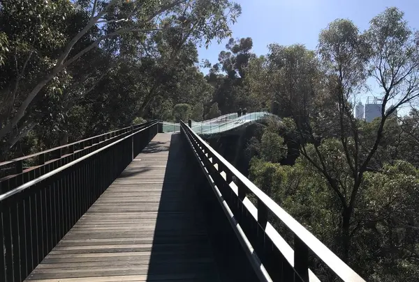 Kings Park and Botanic Garden（キングスパーク＆植物園）の写真・動画_image_570300