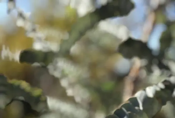 Kings Park and Botanic Garden（キングスパーク＆植物園）の写真・動画_image_570303