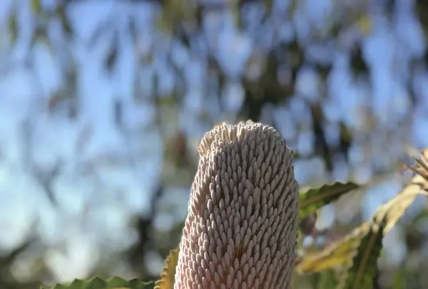 Kings Park and Botanic Garden（キングスパーク＆植物園）の写真・動画_image_570304