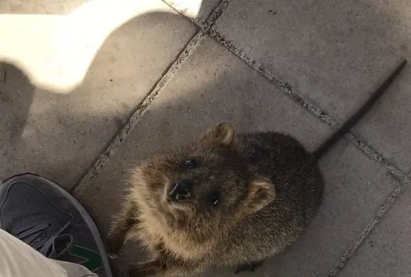 Rottnest Island（ロットネスト島）の写真・動画_image_570307