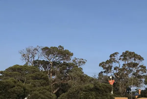 Rottnest Island（ロットネスト島）の写真・動画_image_570309