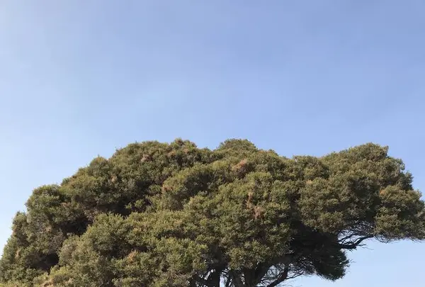 Rottnest Island（ロットネスト島）の写真・動画_image_570312