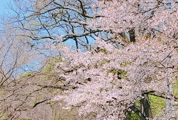 〒052-0101 北海道有珠郡壮瞥町滝之町２４７−５の写真・動画_image_570331