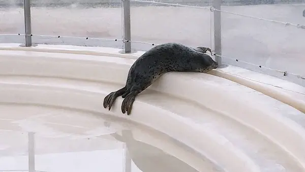 大分マリーンパレス水族館 うみたまごの写真・動画_image_575014