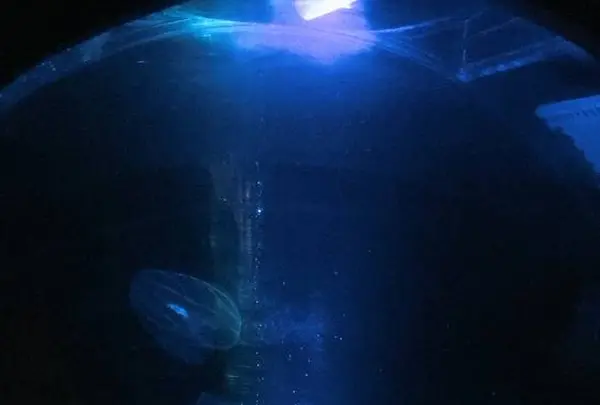 大分マリーンパレス水族館 うみたまごの写真・動画_image_575018